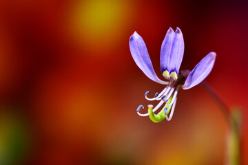 Fototapeta premium Macro photo of wild grass flowers in Southeast Asia, tropical climate