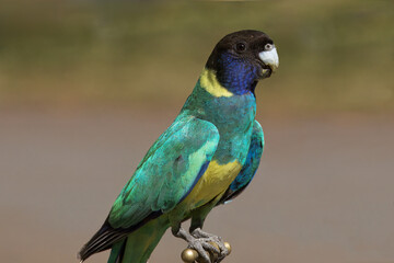 Australian ringneck (Barnardius zonarius)