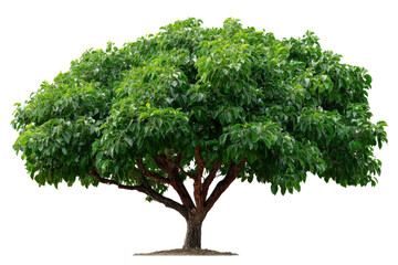 Obraz premium Magnificent Tree: A full, vibrant tree with lush green foliage and a sturdy trunk stands in all its natural glory, showcasing the beauty and resilience of the natural world.