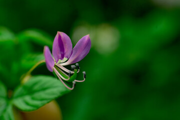 Macro photo of wild grass flowers in Southeast Asia, tropical climate