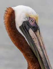 head portrait of pacific pelican