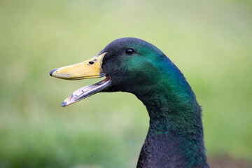 duck head portrait