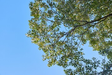 Obraz premium Spring Green Leaves Branch, Blue Sky