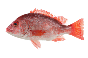 Vibrant Red Snapper A Stunning Close-Up of a Red Fish