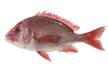 Vibrant Red Snapper A Stunning Image of a Freshly Caught Fish