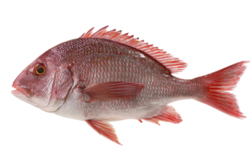 Vibrant Red Snapper A Stunning Image of a Freshly Caught Fish