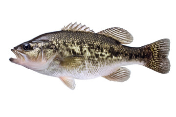Fototapeta premium Largemouth Bass Fish Image