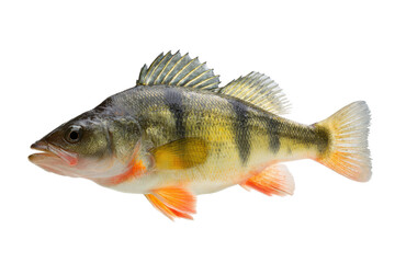 Fototapeta premium Perch Fish Aquatic Wildlife