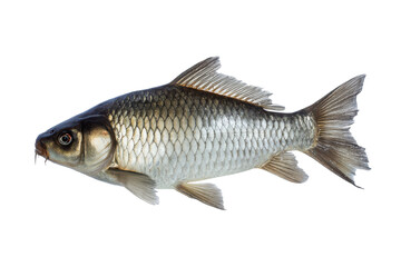 Obraz premium Common Carp Fish Image