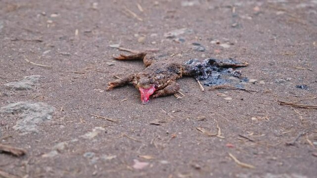 Carcass of Dead Frog Killed by Vehicle on Ground Road