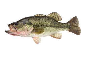Fototapeta premium Largemouth Bass Fish Image