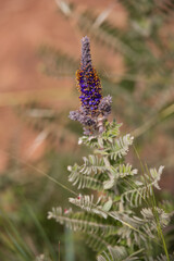 Leadplant, purple wildflowers