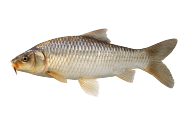 Common Carp Fish Image