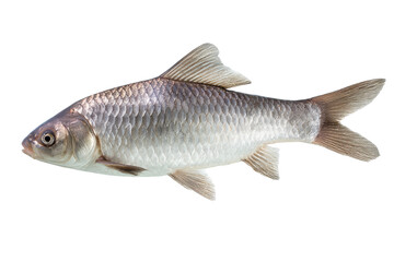 Fototapeta premium Silver Fish Aquatic Wildlife