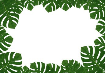Naklejka premium Frame of monstera foliage with a white center area for text or graphics