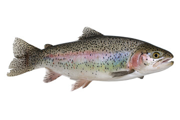 Obraz premium Rainbow Trout Fish Image