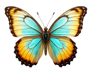 Vibrant blue yellow symmetrical butterfly illustration, wings spread, soft shading, intricate details, isolated on transparent background. Use for spring, nature, cheerful design, greetings,