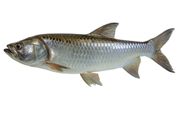Obraz premium Freshwater Fish Species Image