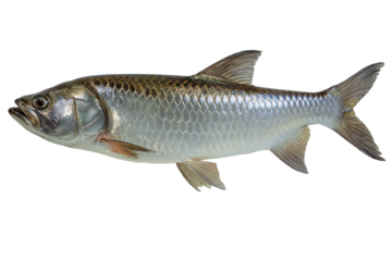 Freshwater Fish Species Image