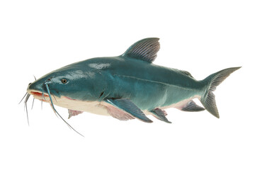 Fototapeta premium Stunning Blue Catfish Image