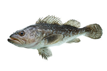 Fototapeta premium Speckled Sea Bass Fish Photo