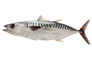Atlantic Bonito Fish Stock Photo