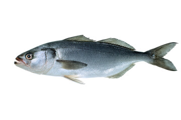 Fototapeta premium Freshwater Fish Stock Photo