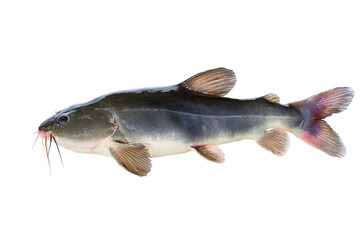 Striped Catfish Fish Image