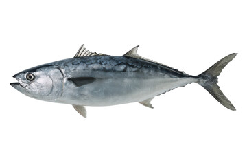 Pacific Bonito Fish Image