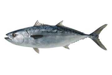 Pacific Bonito Fish Image