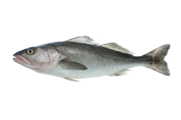 Fototapeta premium Freshwater Fish Image