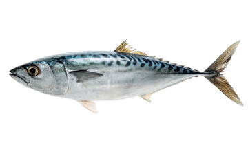Obraz premium Atlantic Mackerel Fish Image
