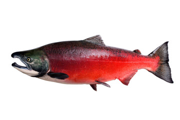 Naklejka premium Sockeye Salmon Pacific Ocean Fish