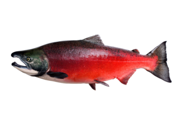 Sockeye Salmon Pacific Ocean Fish