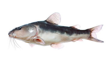 Striped Raphael Catfish