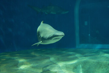 迫力あるシロワニの姿