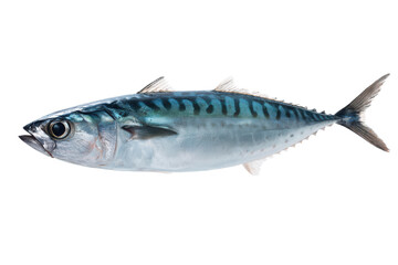 Atlantic Mackerel Fish Image