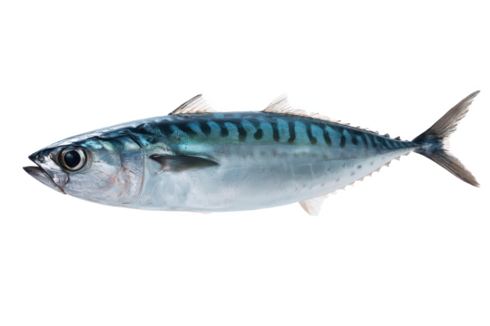 Atlantic Mackerel Fish Image