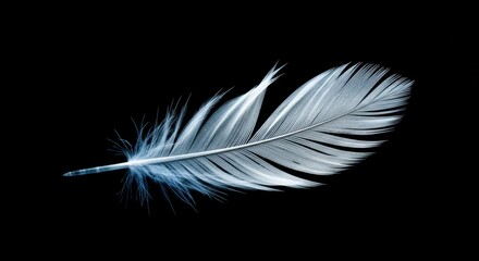 Obraz premium Elegant feather detail on black background