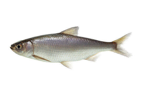 Silverfish Aquatic Wildlife
