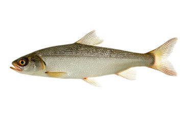 Fototapeta premium Grayling Fish Profile Image