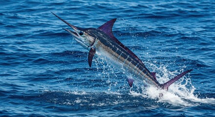 Obraz premium Marlin leaping freedom and power, showcasing aquatic splendor and ocean depth