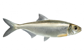 Silvery Fish Close-up