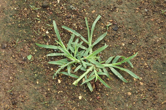 top wiev Eleusine indica plant growing in the soil
