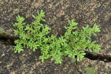 top view Pilea microphylla plant growing in a crack of concrete