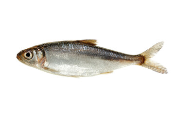 Fototapeta premium Freshwater Fish Image