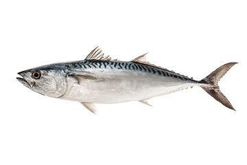 Obraz premium Freshwater Mackerel Fish Image