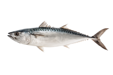 Freshwater Mackerel Fish Image
