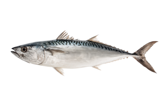Freshwater Mackerel Fish Image