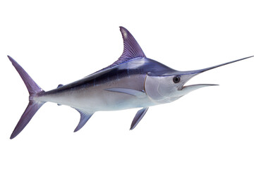 Fototapeta premium Atlantic Sailfish